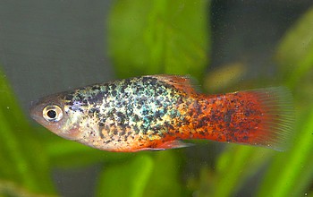 Xiphophorus maculatus Platy 02