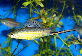 Xiphophorus montezuma 