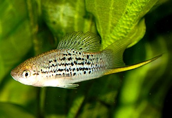 Xiphophorus nezahualcoyotl, Nrdlicher Bergschwerttrger