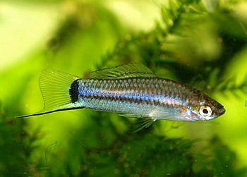 Xiphophorus nigrensis 