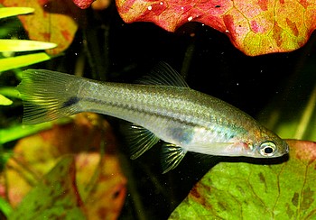 Xiphophorus signum, Komma-Schwerttrger