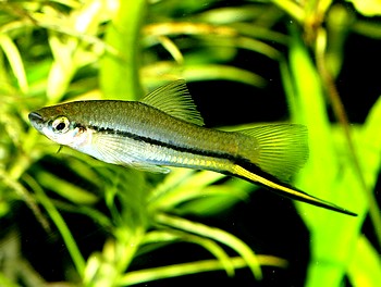 Xiphophorus signum, Komma-Schwerttrger