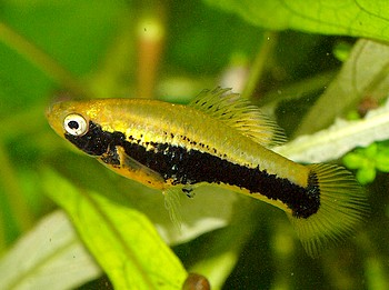 Xiphophorus variatus 019