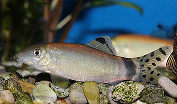 Y splendida Jaguarprachtschmerle