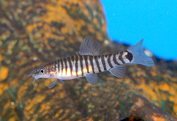 Yunnanilus cruciatus, Tiger-Zwergschmerle