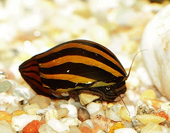 Vittina coromandeliana, Zebra-Rennschnecke, Swasserschnecke