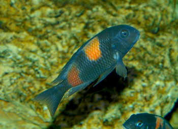 Tropheus moori, Brabantbuntbarsch - Bulu Point