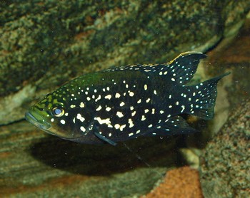 Paratilapia bleekeri, Bleekers Madagaskarbarsch