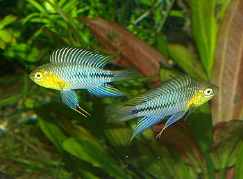 Apistogramma borelli