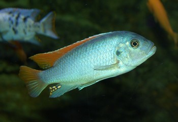 Labeotropheus terwavasae