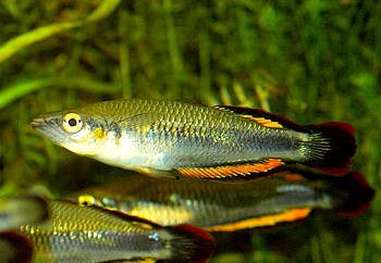 Zoo Leipzig 18 Oktober 2013 (5)