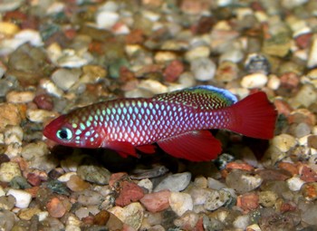 Eierlegende Zahnkarpfen