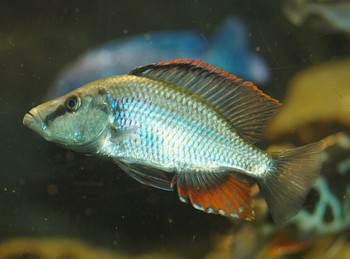 Dimidiochromis compressiceps