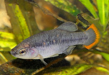 Zoogoneticus tequila Tequila-Kärpfling 01