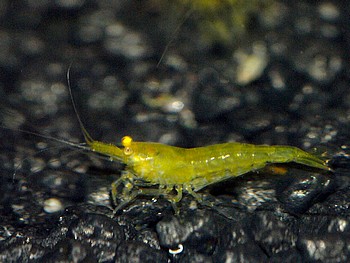 Zookauf Wachau 23 August 2013 (16) Zookauf Wachau 23 August 2013 (16)