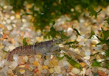 Euryrhynchus amazoniensis,  Amazonas Laubgarnele, Swassergarnele