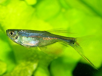 Corynopoma riisei, Zwergdrachenflosser