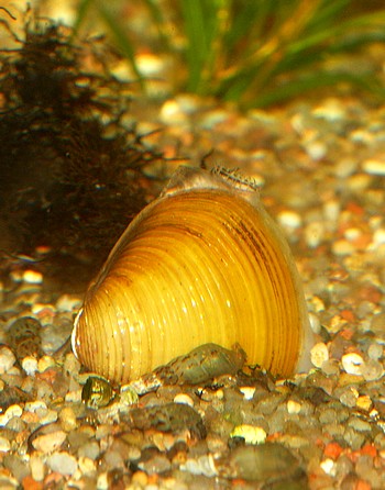 Corbicula fluminea, Krbchenmuschel