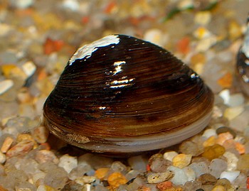 Corbicula fluminea, Krbchenmuschel