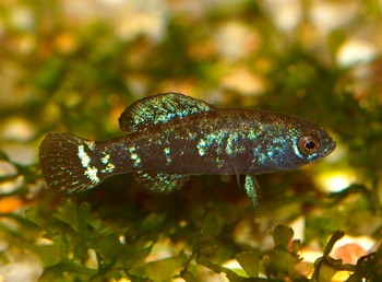 Elassoma evergladei, Zwergsonnenbarsch