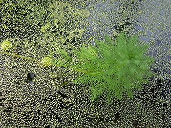 Wolffia arrhiza, Zwergwasserlinse