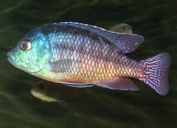 Copadichromis verduyni