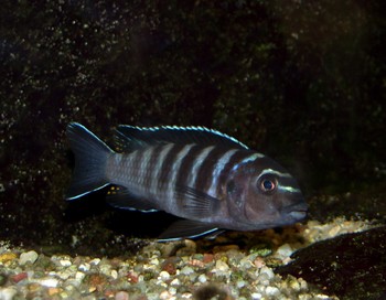 seudotropheus zebra, Blauer Malawi-Buntbarsch