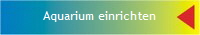 Aquarium einrichten