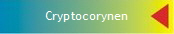 Cryptocorynen