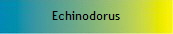 Echinodorus