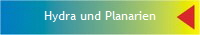 Hydra und Planarien