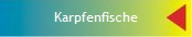Karpfenfische