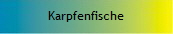 Karpfenfische