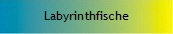 Labyrinthfische