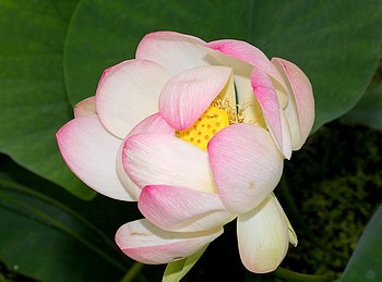 Nelumbo nucifera Indische Lotusblume Asien 02